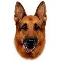 German Shepherd Dog