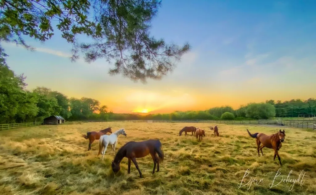 Lovely playful horses in a field between the woods, against a dreamy sunset.