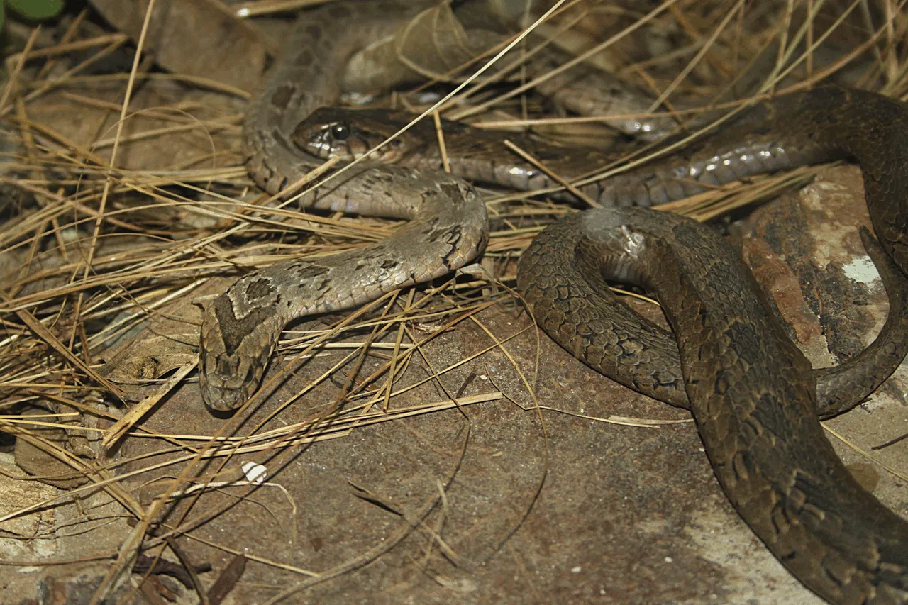 1558-Snakes.png