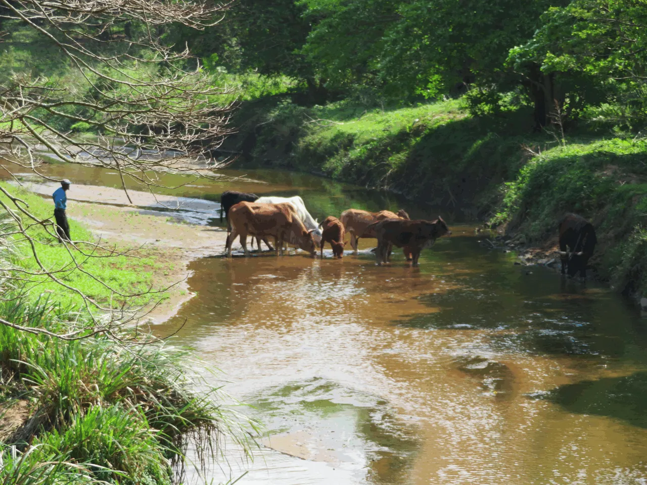 1190-Cattle.png