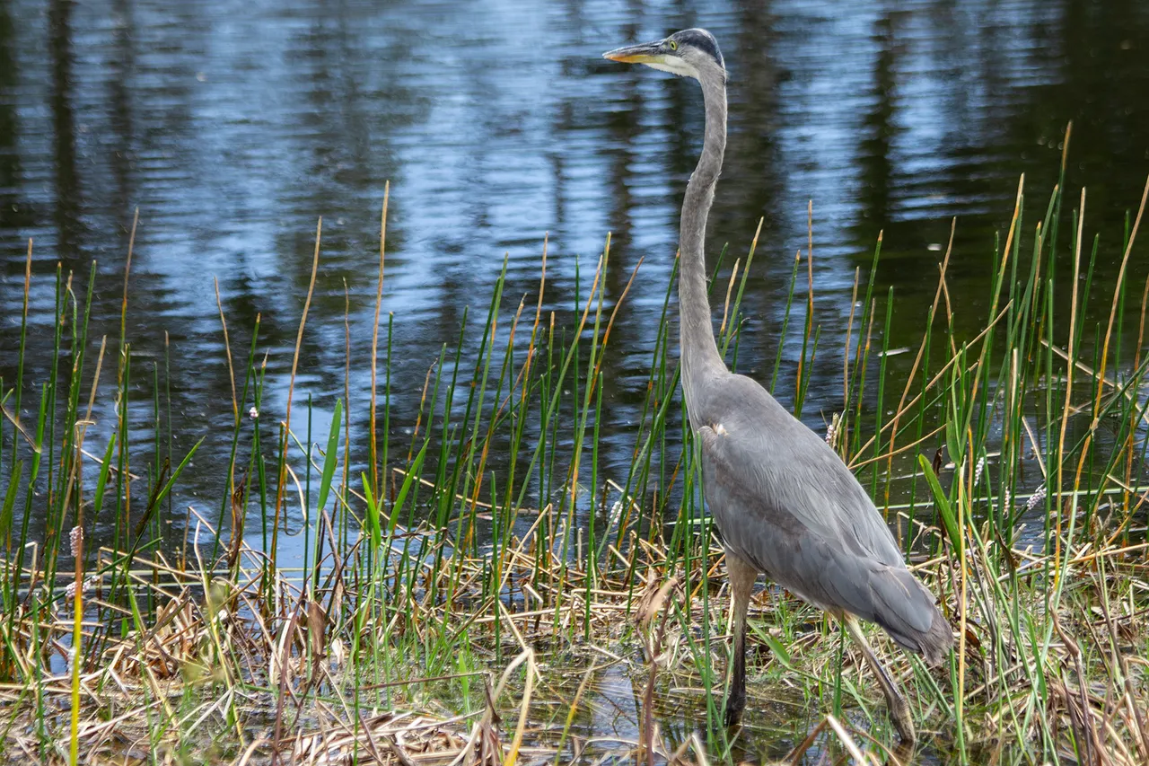 BlueHeron_2.jpg