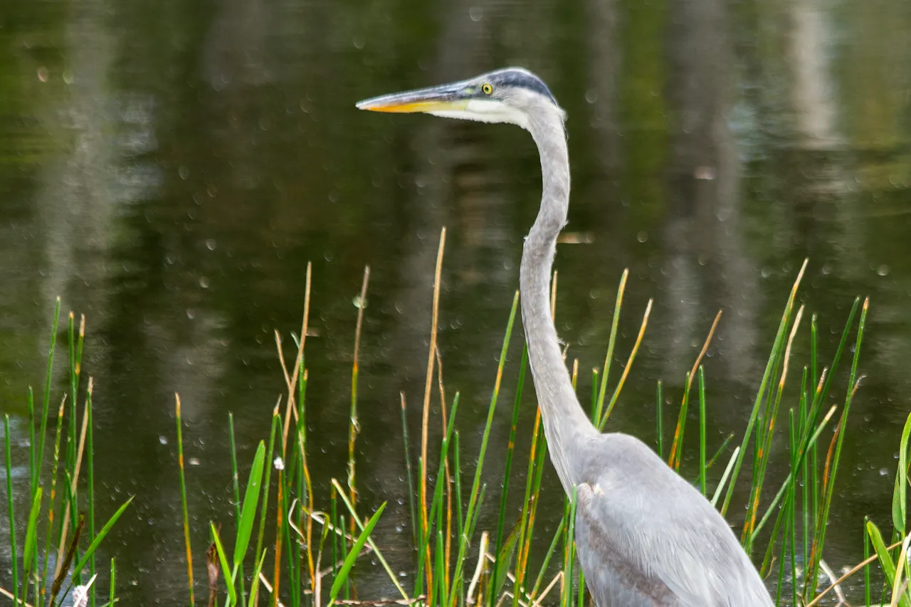 BlueHeron_1.jpg