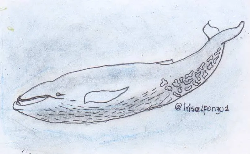 Ballena I.jpg