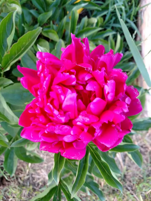 Peony Red.jpg