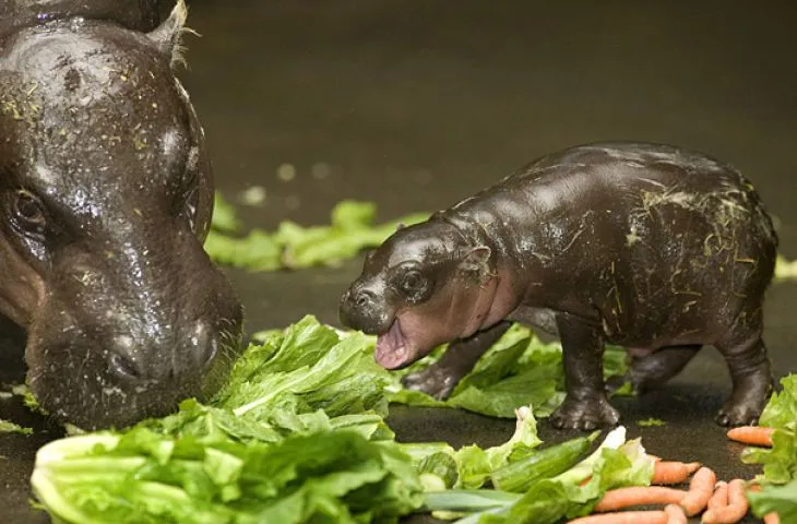 photo_hippo.jpg