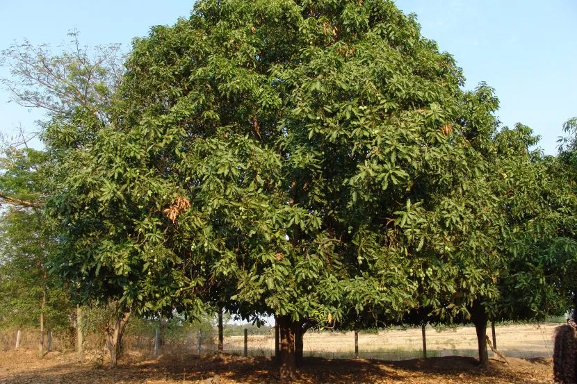 arbol_mango.jpg