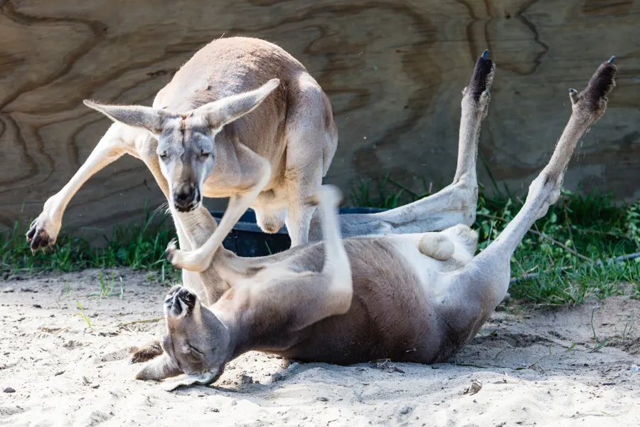 Roo fight.jpg