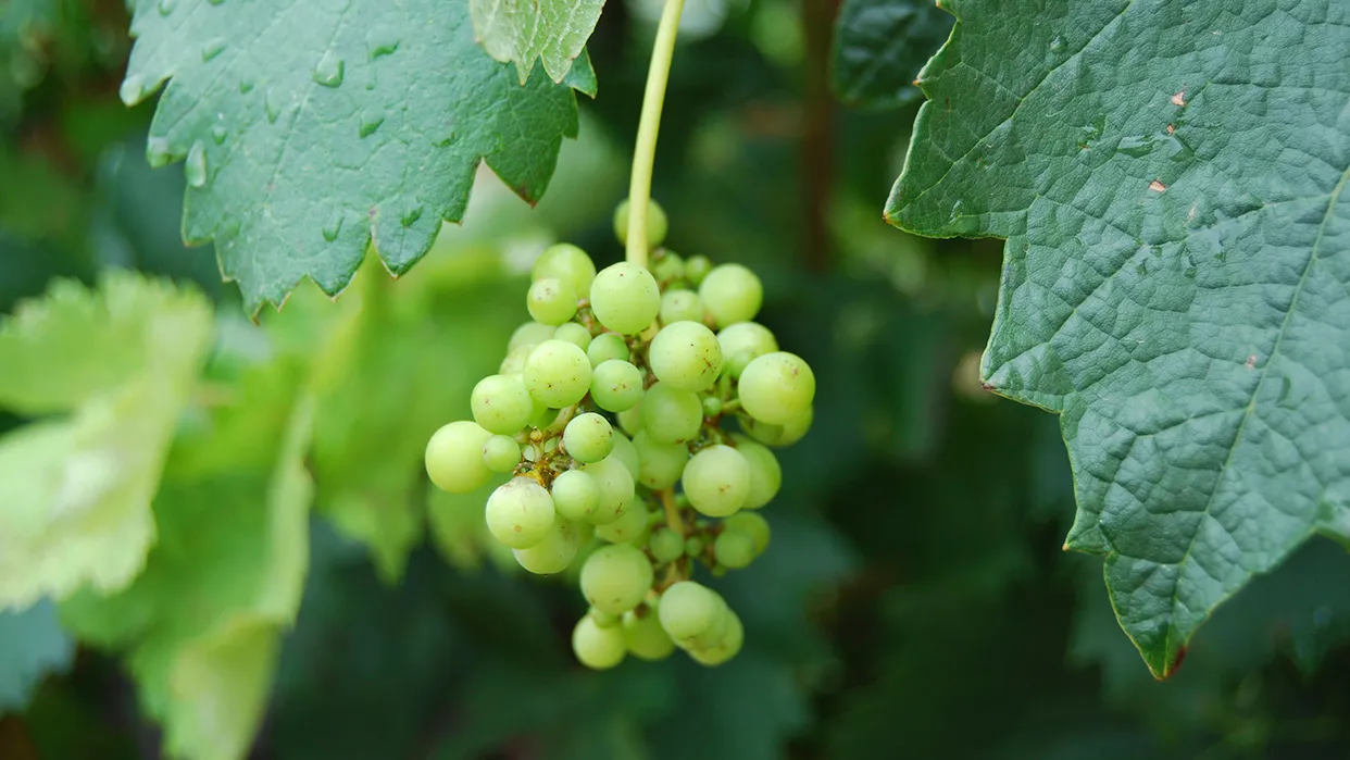 uvas-verdes.jpg