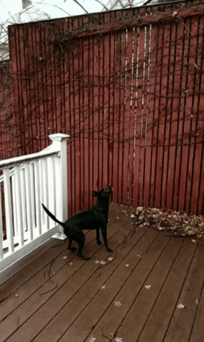 giphy (2).gif