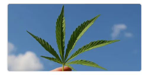 CBD-extract.png