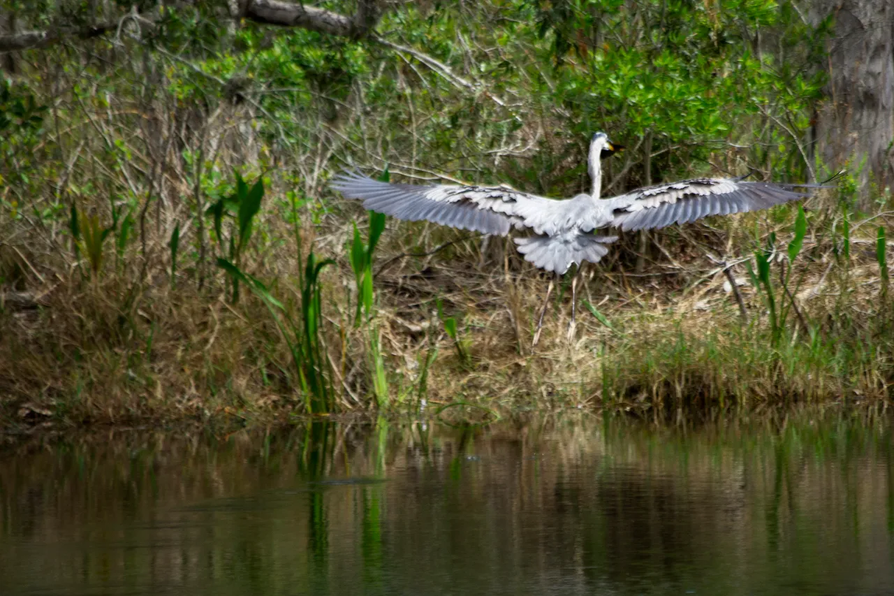 BlueHeron_6.jpg