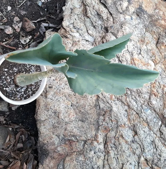 Cyphostemma.jpg