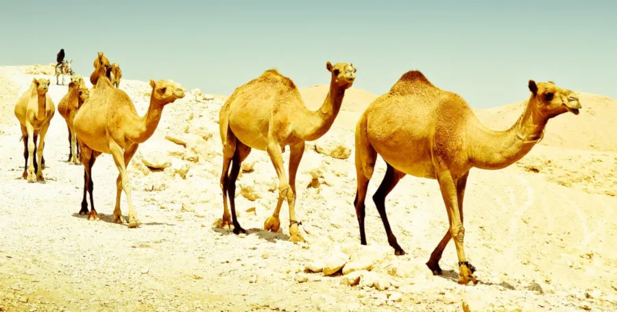 camel_small.jpg