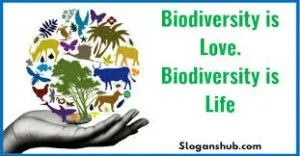 bio-300x156.jpg