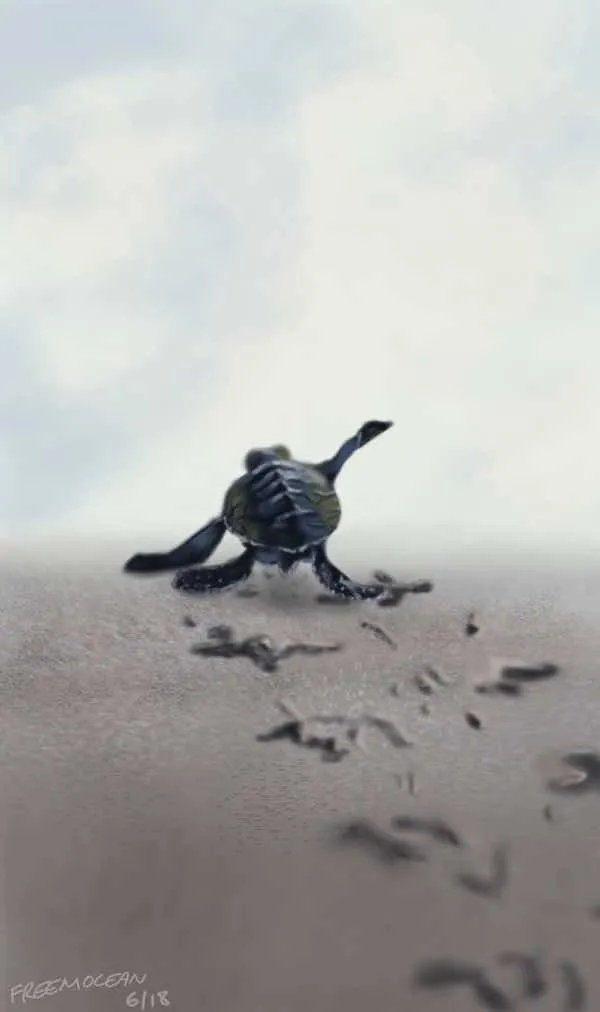 baby-turtle.jpg