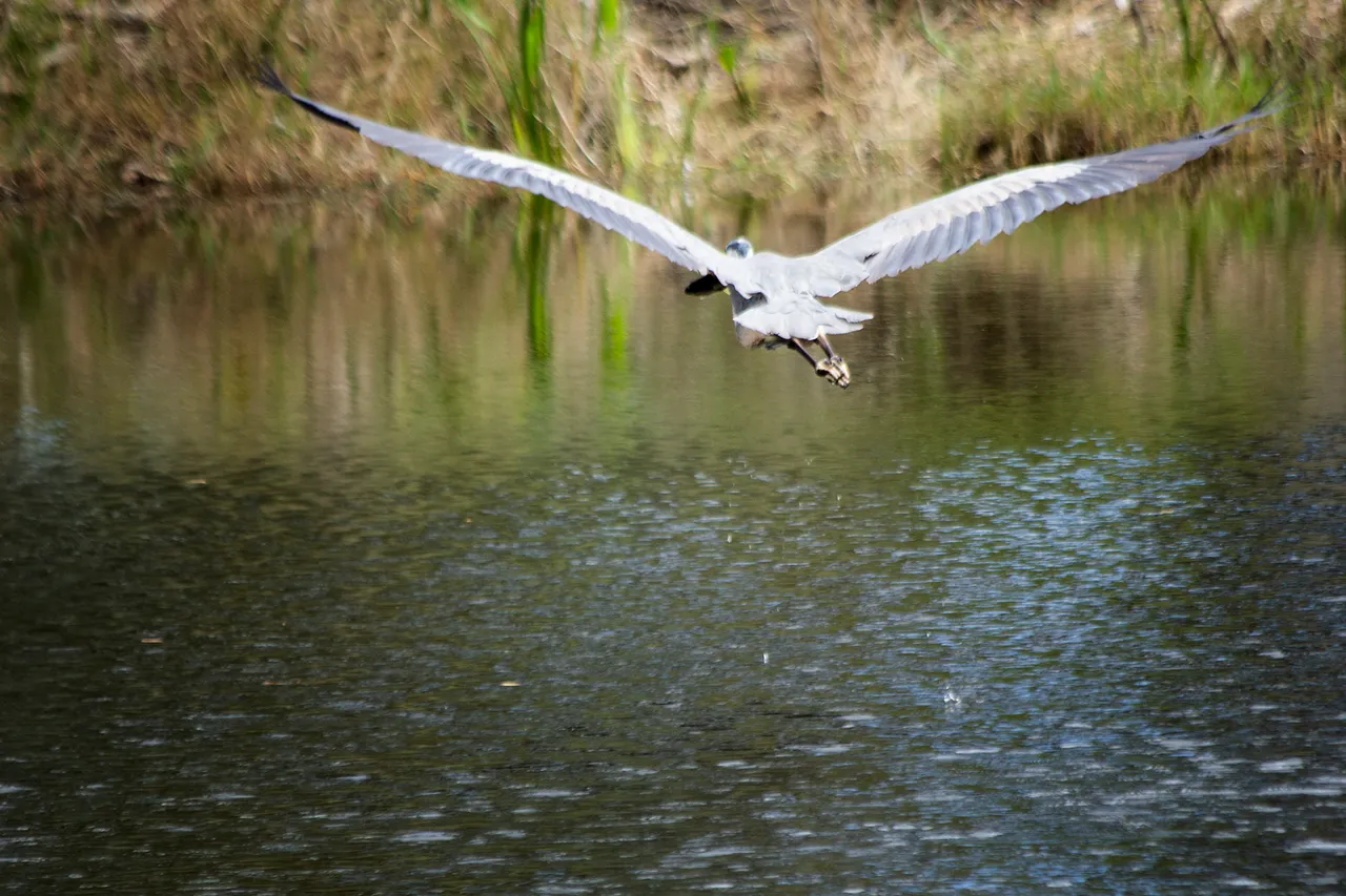 BlueHeron_5.jpg