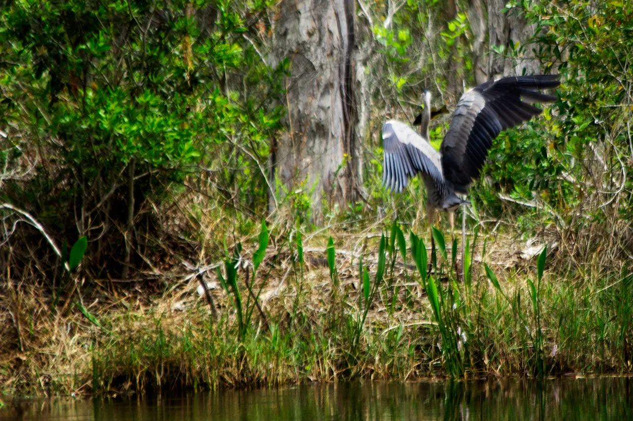 BlueHeron_7.jpg