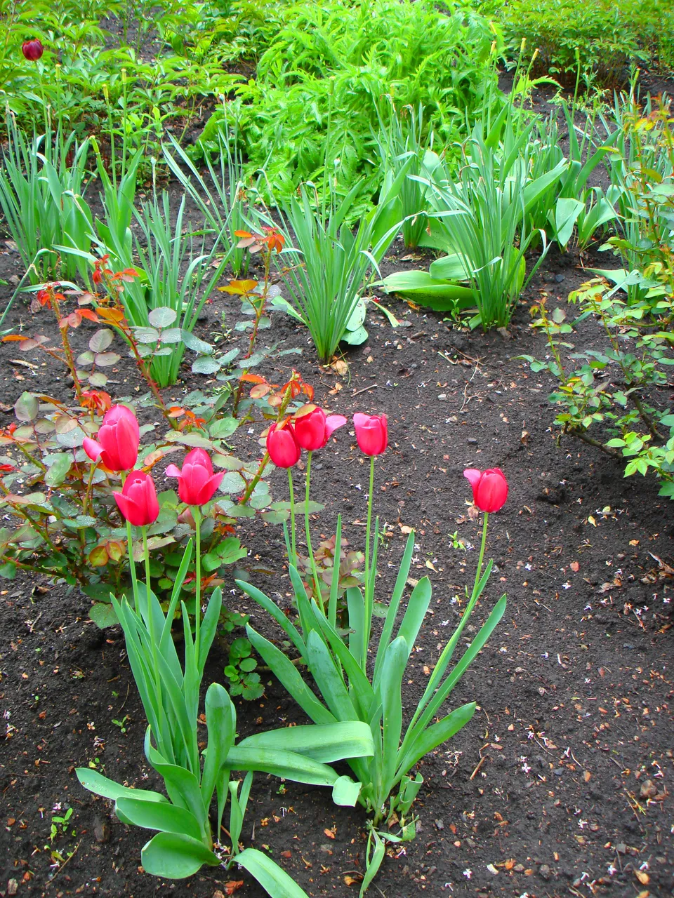 DSC01560-22.jpg