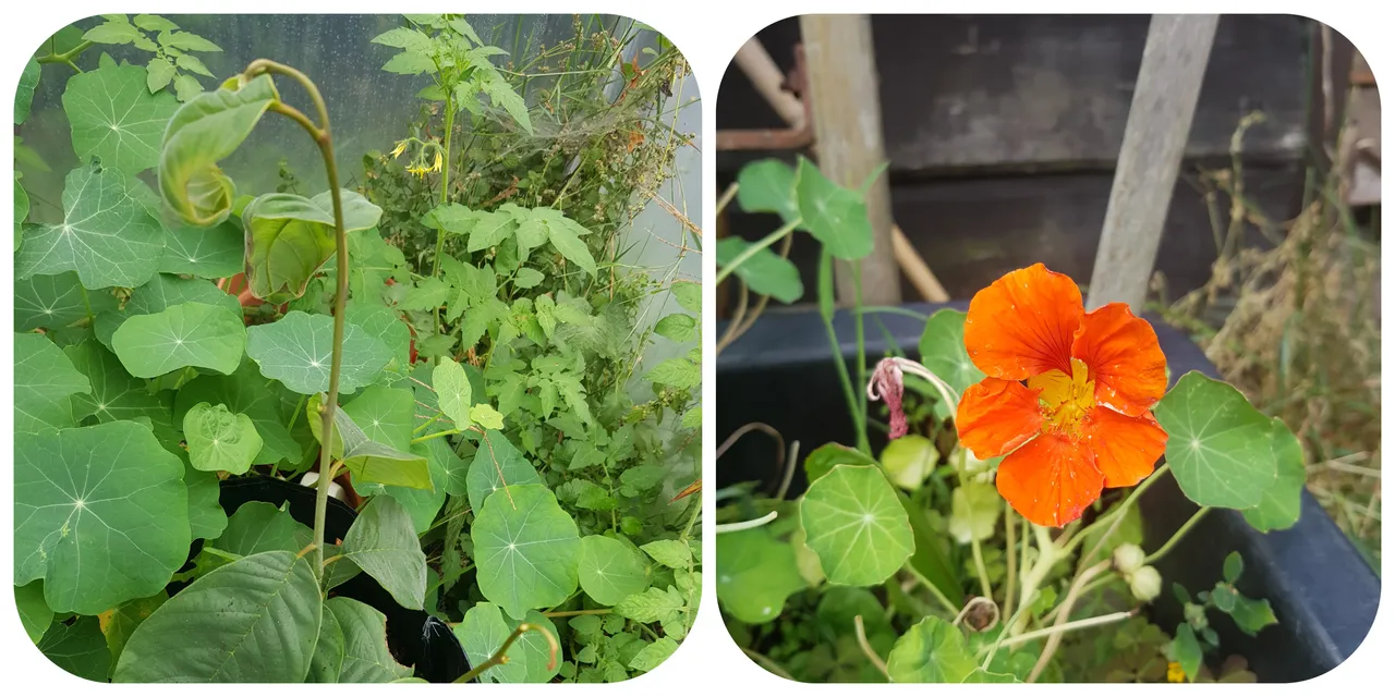 nasturtiums.jpg
