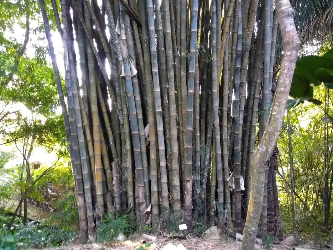 GiantBamboo.jpg