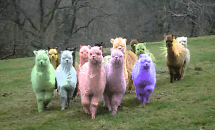 alpacalypse.gif