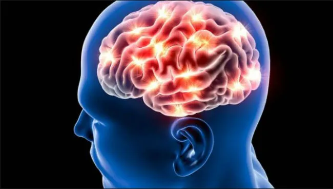 brain 650.jpg