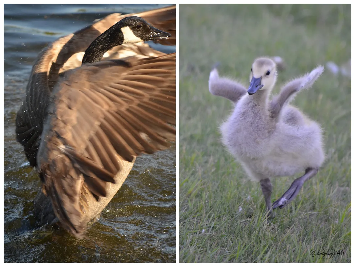 geese (1).jpg