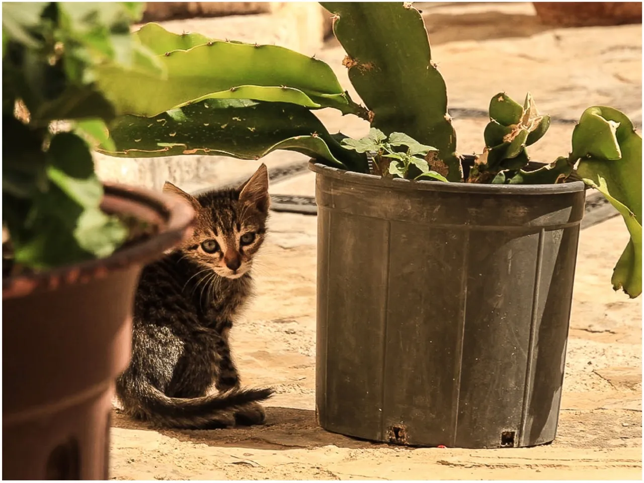 10_kitten-2.jpg
