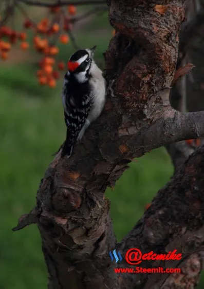 Downy Woodpecker PFW0025dwny.JPG