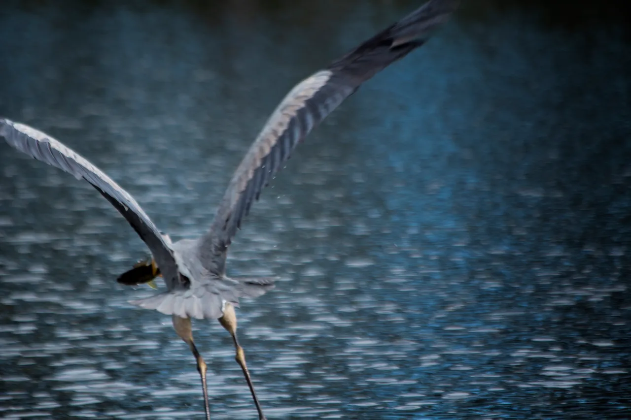 BlueHeron_4.jpg