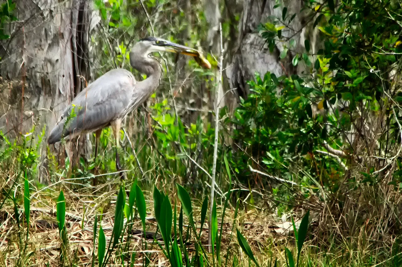 BlueHeron_8.jpg