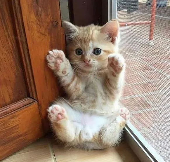 kittycorner.JPG
