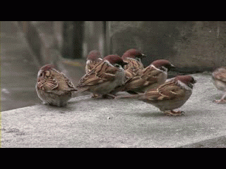 17317_500sq.gif