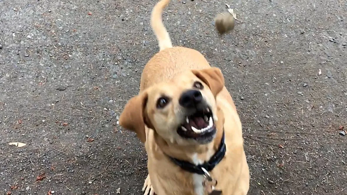 Jerry Looks Ferocious