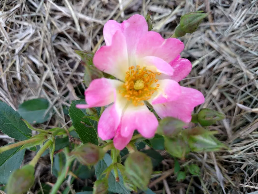 rose pink.jpg