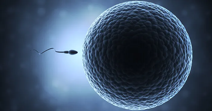 sperm_egg-2.jpg