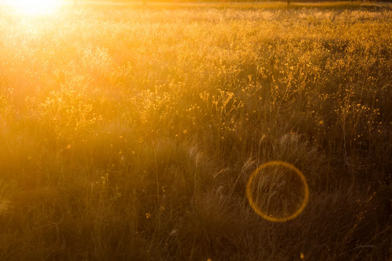 grass-field.jpg