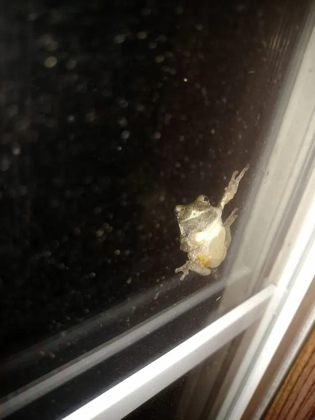 Tree Frog.jpg