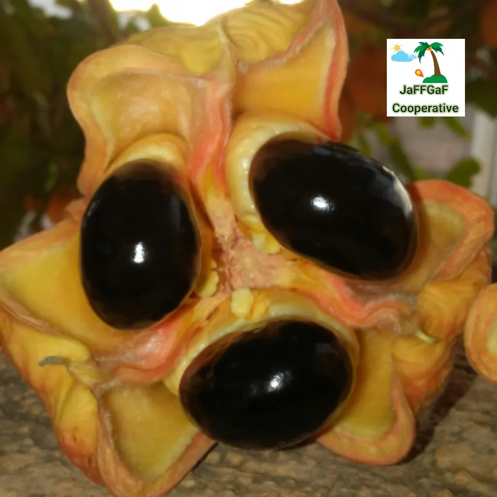 ACKEE_FRUIT.jpg