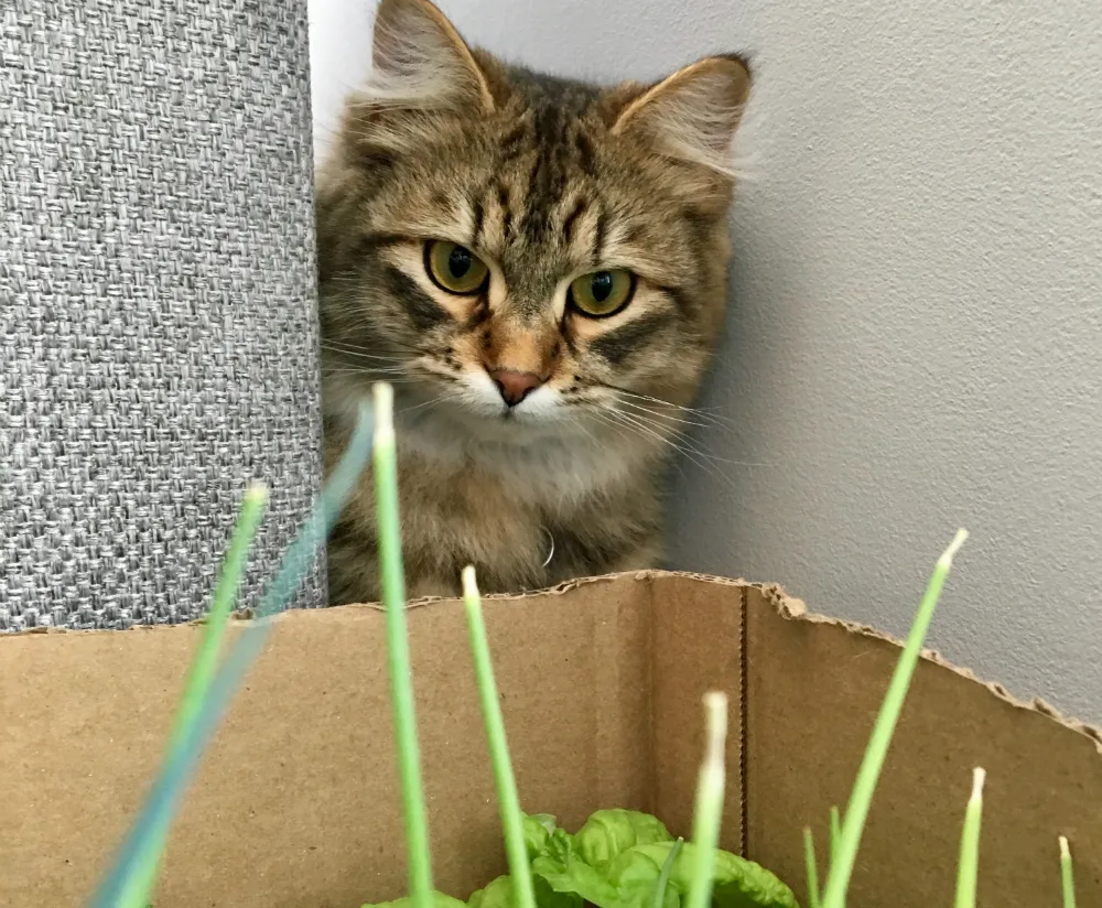cat_and_box.jpg