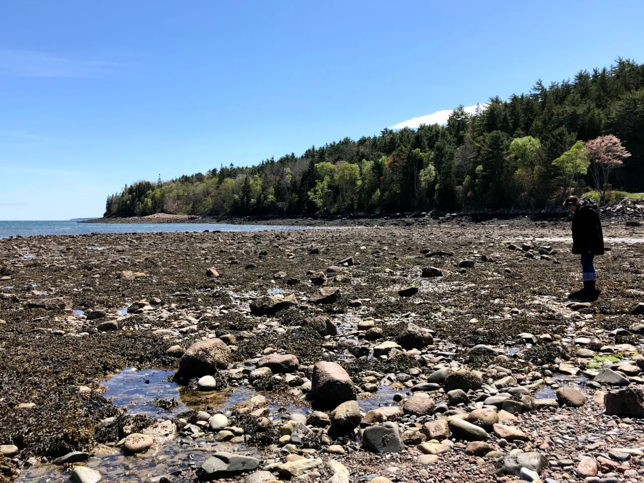 tide pool.png