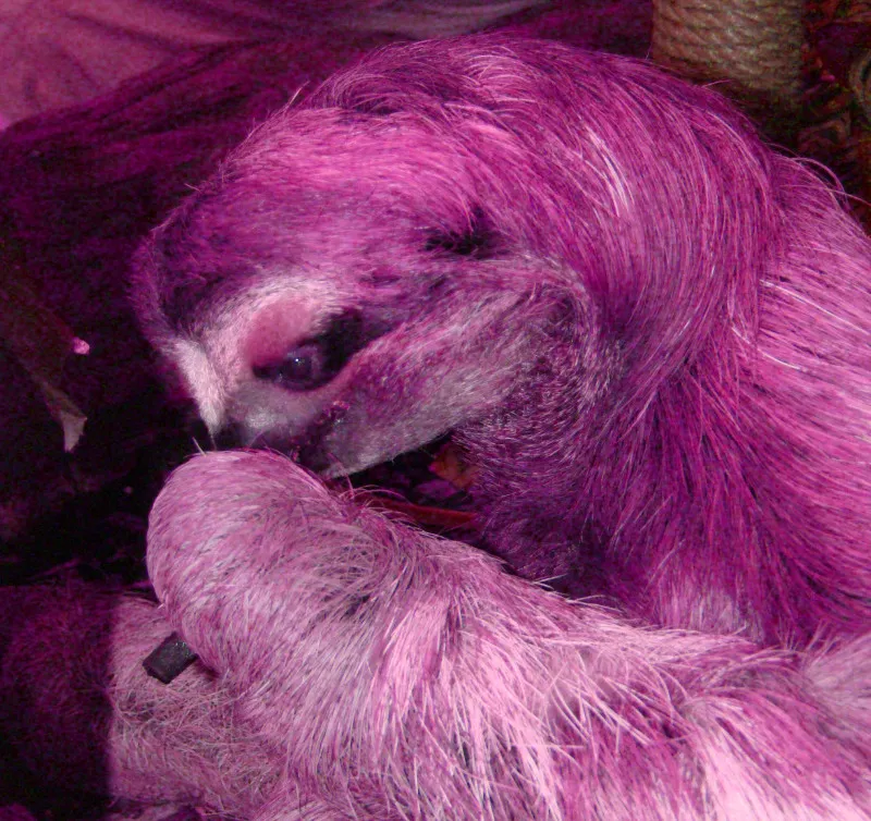 slothpurple.jpg