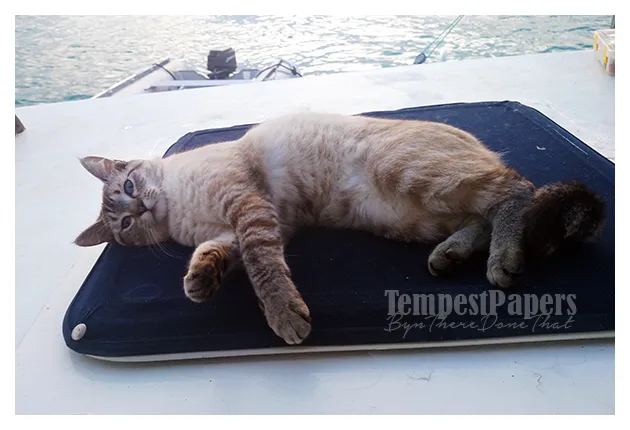 photo-3-cat.png