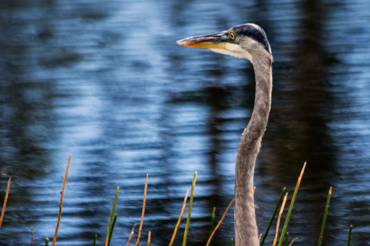 BlueHeron_3.jpg