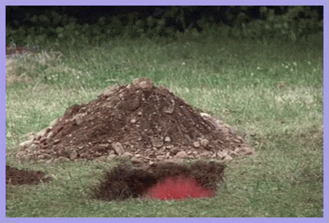 giphy (1).gif