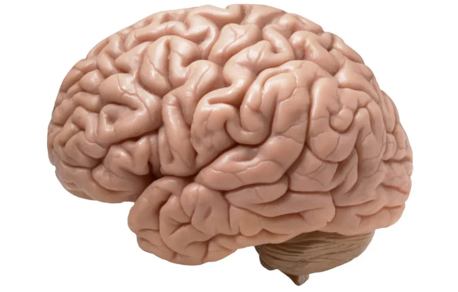 brain_small.jpg