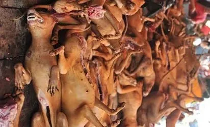 calabar-dog.jpg