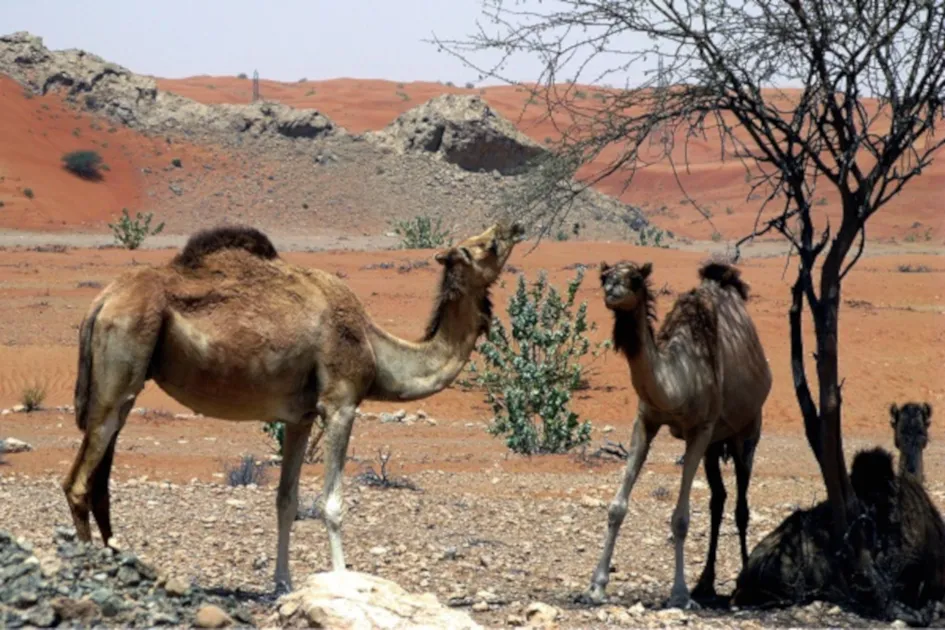 dromedary2 lonelyshrimp public.jpg