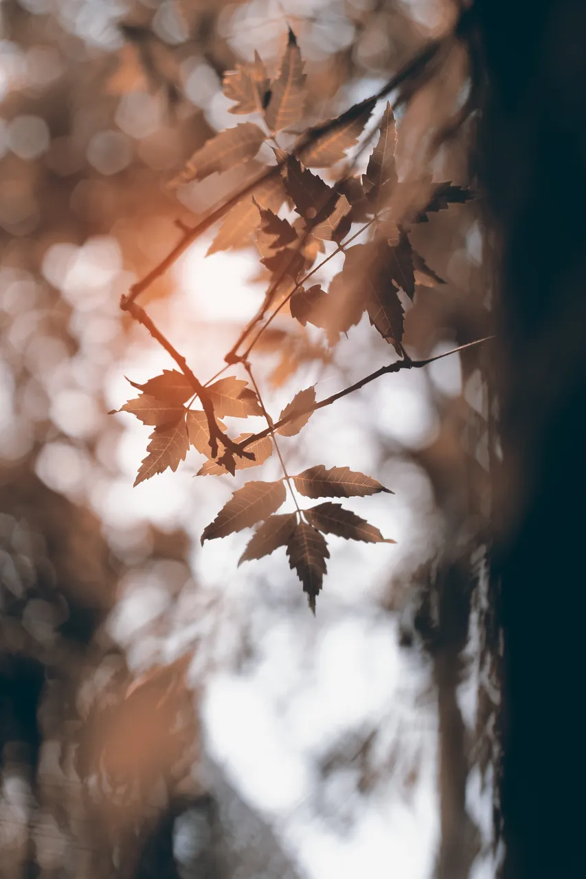 abhijithpBmCi1mvpgIcunsplash.jpg