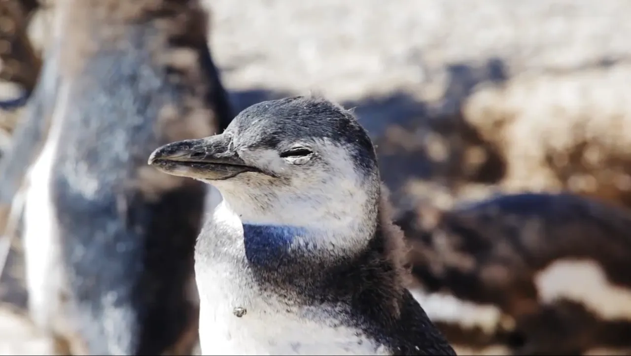 25.PinguinodeMagallanes11.png